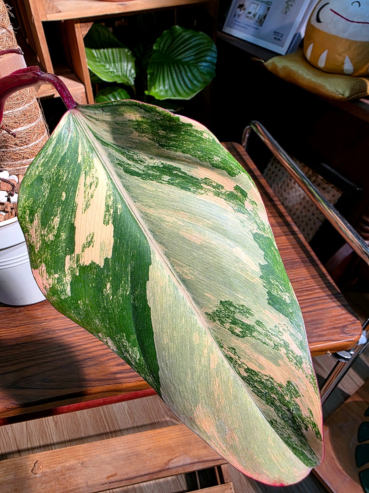 Philodendron Starwberry Shake 草莓奶昔蔓綠絨