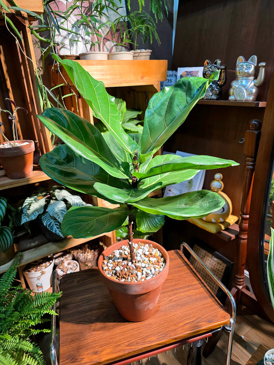 Ficus Pandurata 琴葉榕
