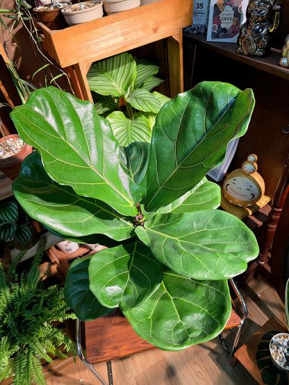 Ficus Pandurata 琴葉榕