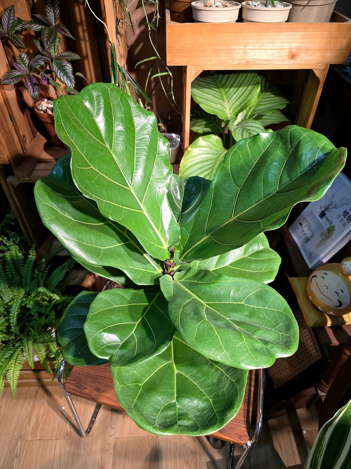 Ficus Pandurata 琴葉榕
