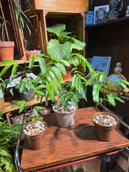 Cojoba arborea 小豆樹