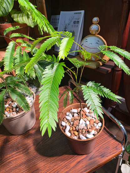 Cojoba arborea 小豆樹