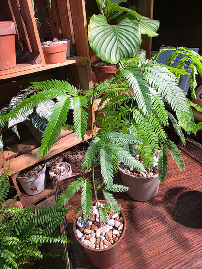 Cojoba arborea 小豆樹