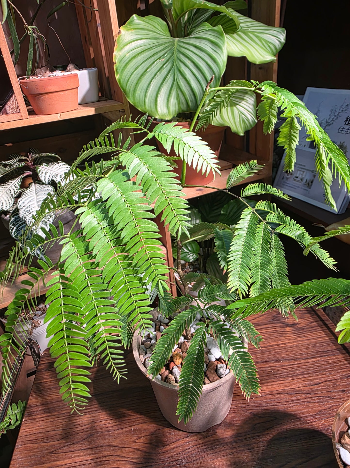 Cojoba arborea 小豆樹