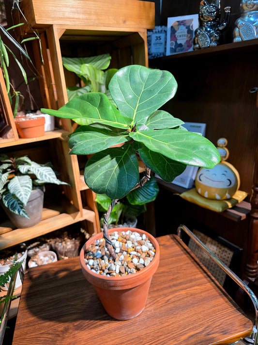 Ficus Pandurata 琴葉榕