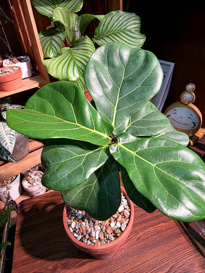 Ficus Pandurata 琴葉榕