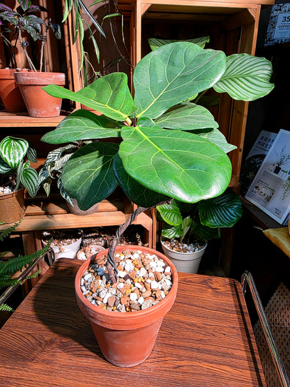 Ficus Pandurata 琴葉榕