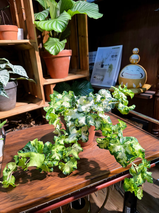 Hedera helix moonlight 月光燈常春藤