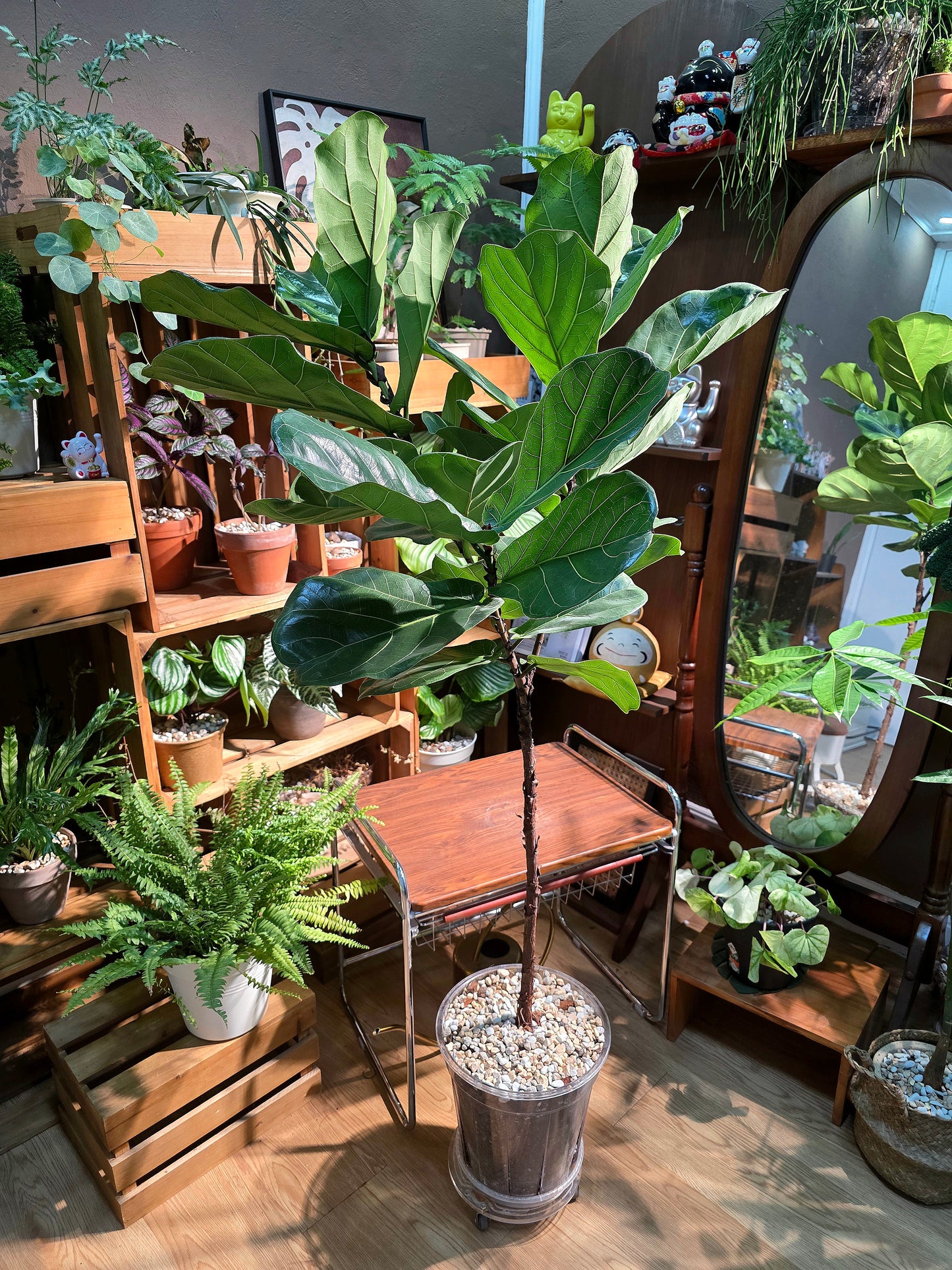 Ficus Pandurata 琴葉榕