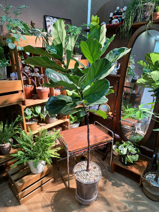 Ficus Pandurata 琴葉榕