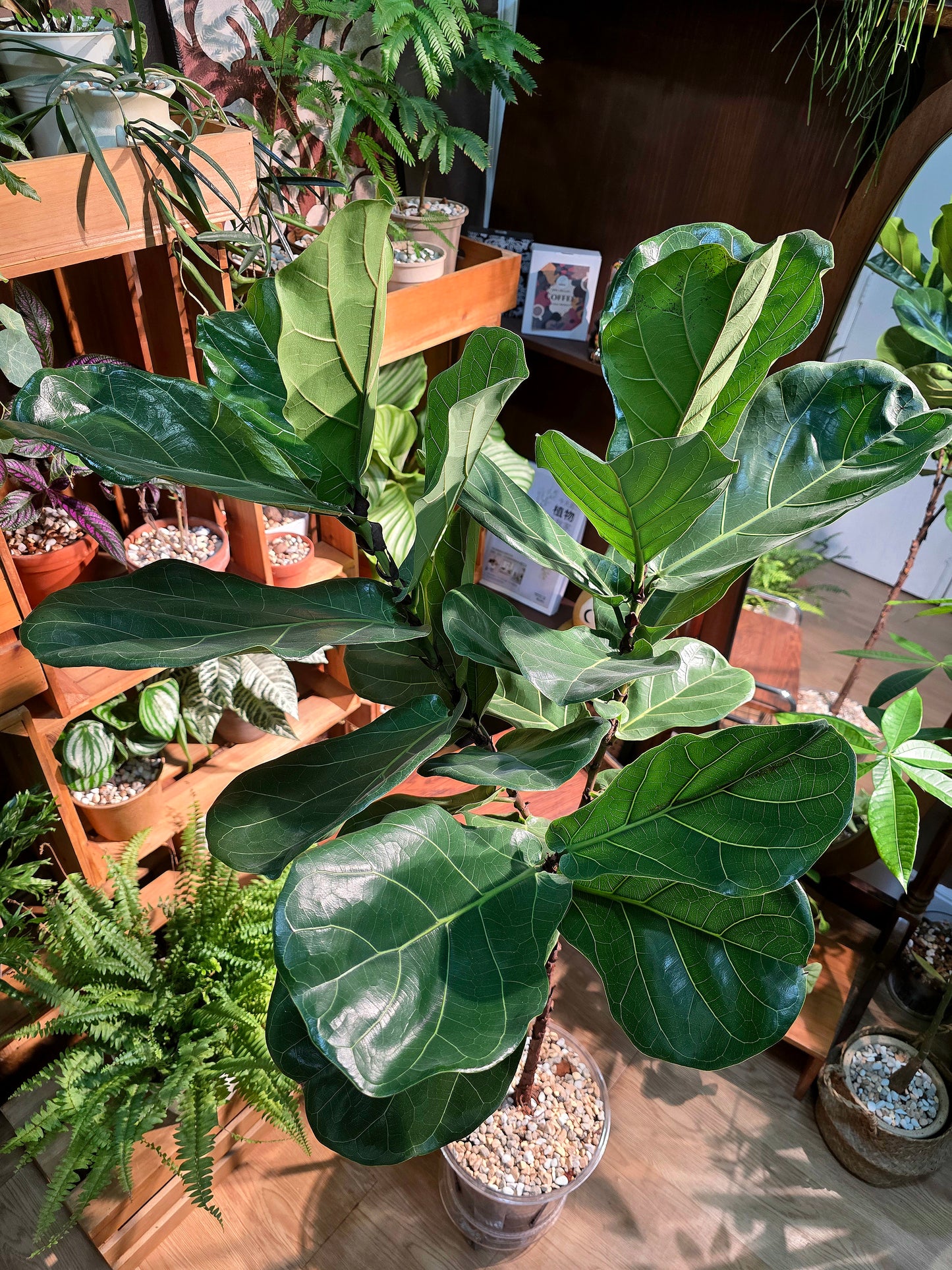 Ficus Pandurata 琴葉榕