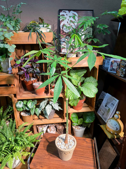 Pachira aquatica 馬拉巴栗原生種發財樹