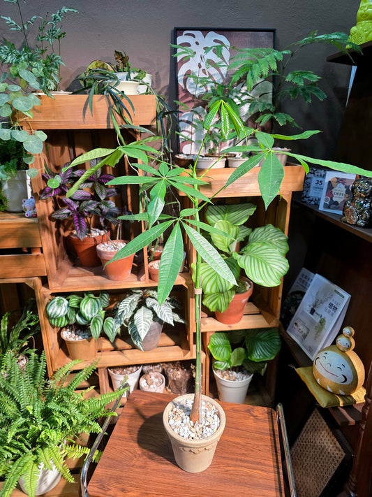 Pachira aquatica 馬拉巴栗原生種發財樹