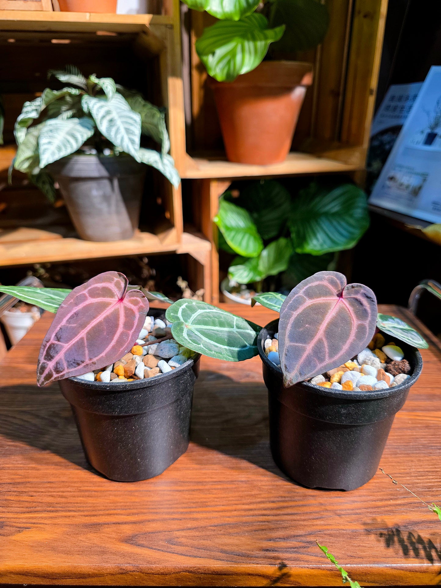 Anthurium red crystallinum F3