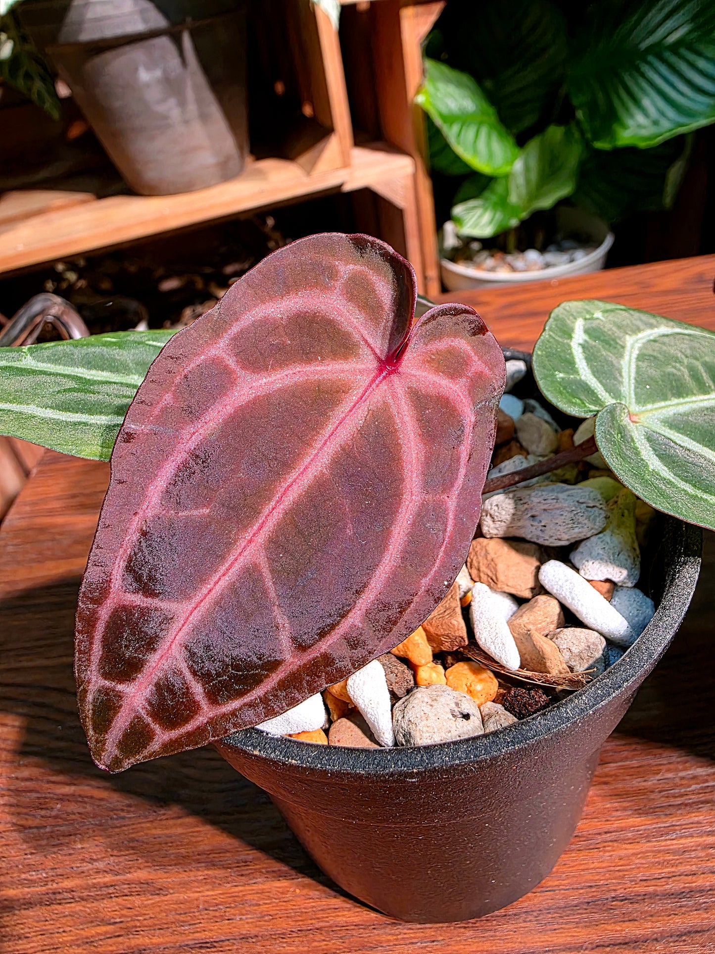 Anthurium red crystallinum F3