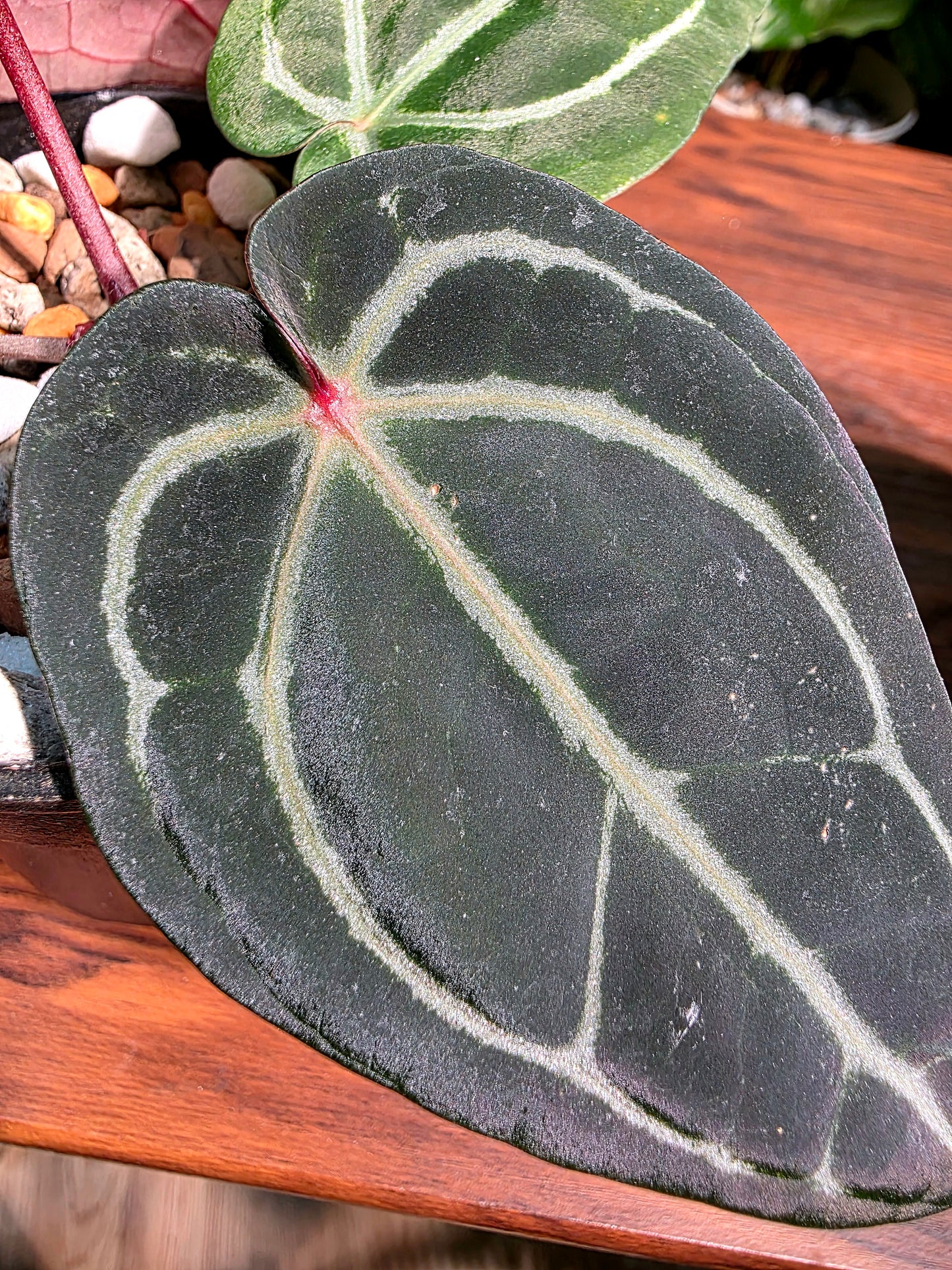 Anthurium red crystallinum F3