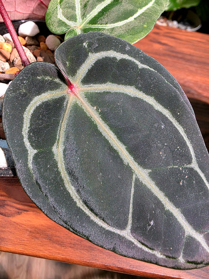 Anthurium red crystallinum F3