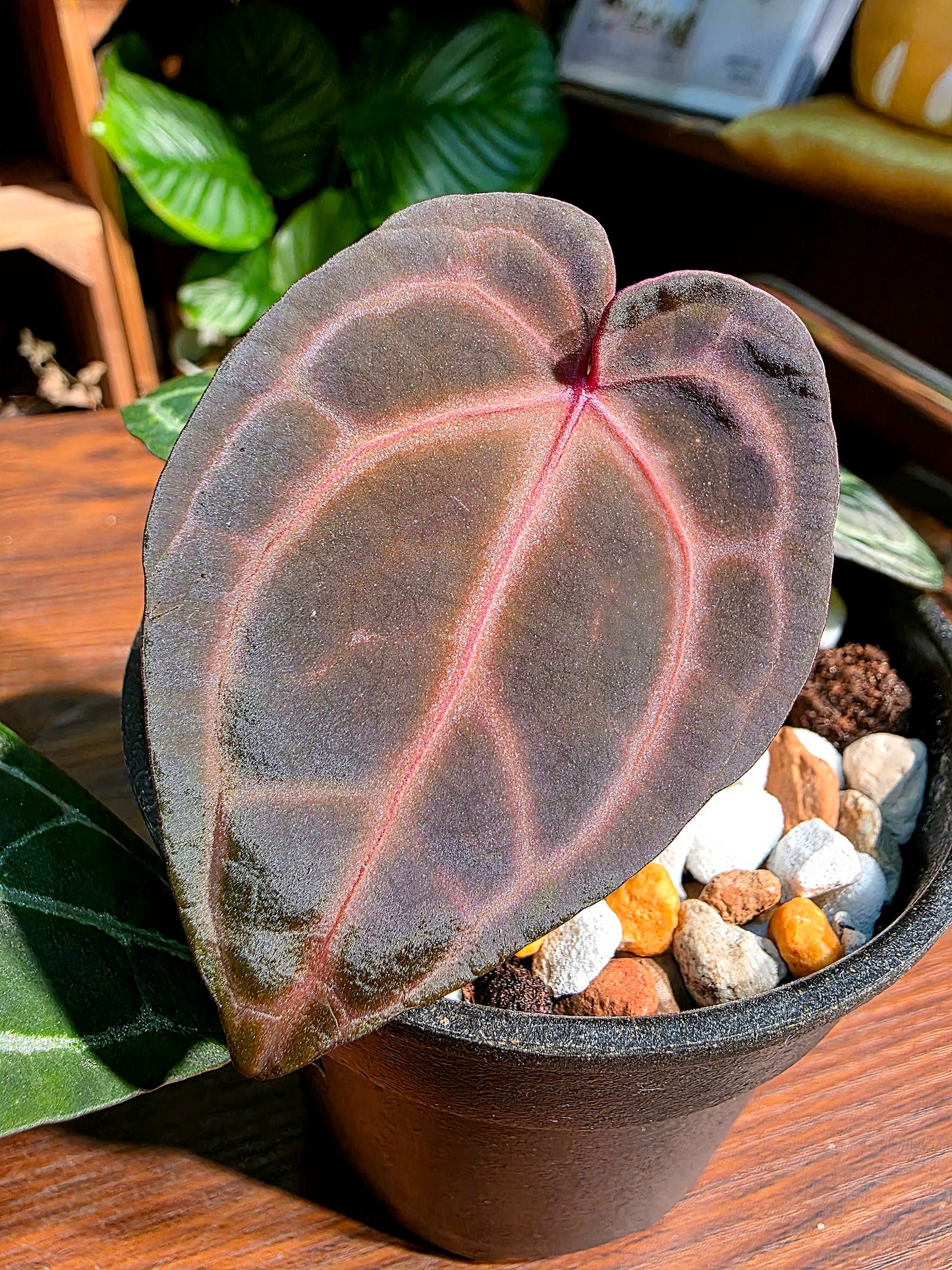 Anthurium red crystallinum F3