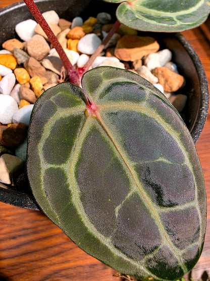 Anthurium red crystallinum F3