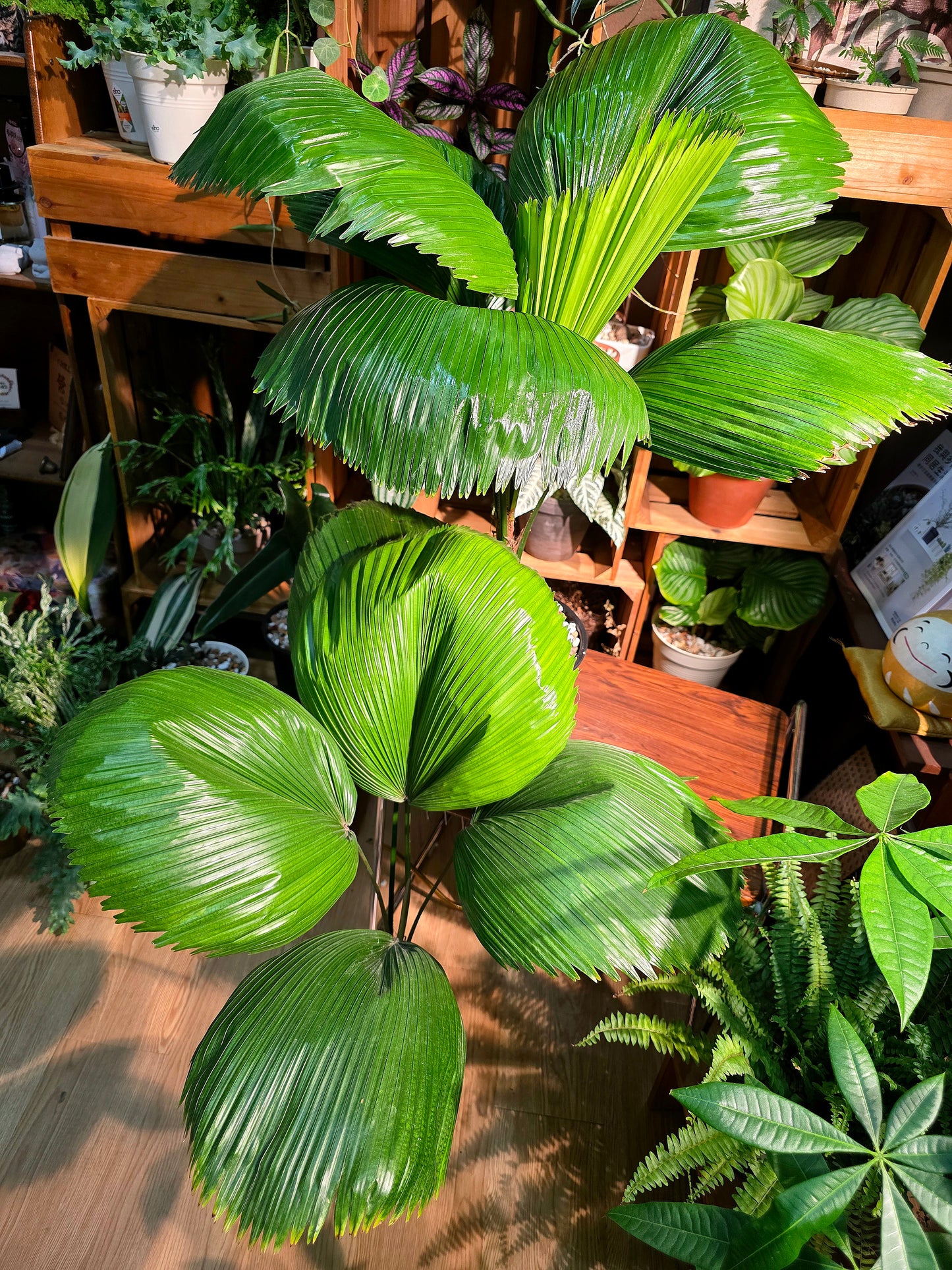 Chinese fan palm 圓葉蒲葵