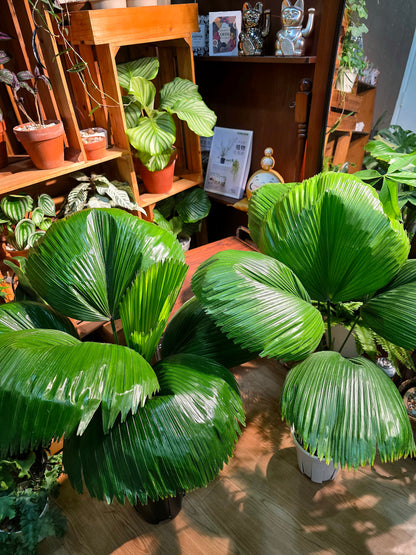 Chinese fan palm 圓葉蒲葵