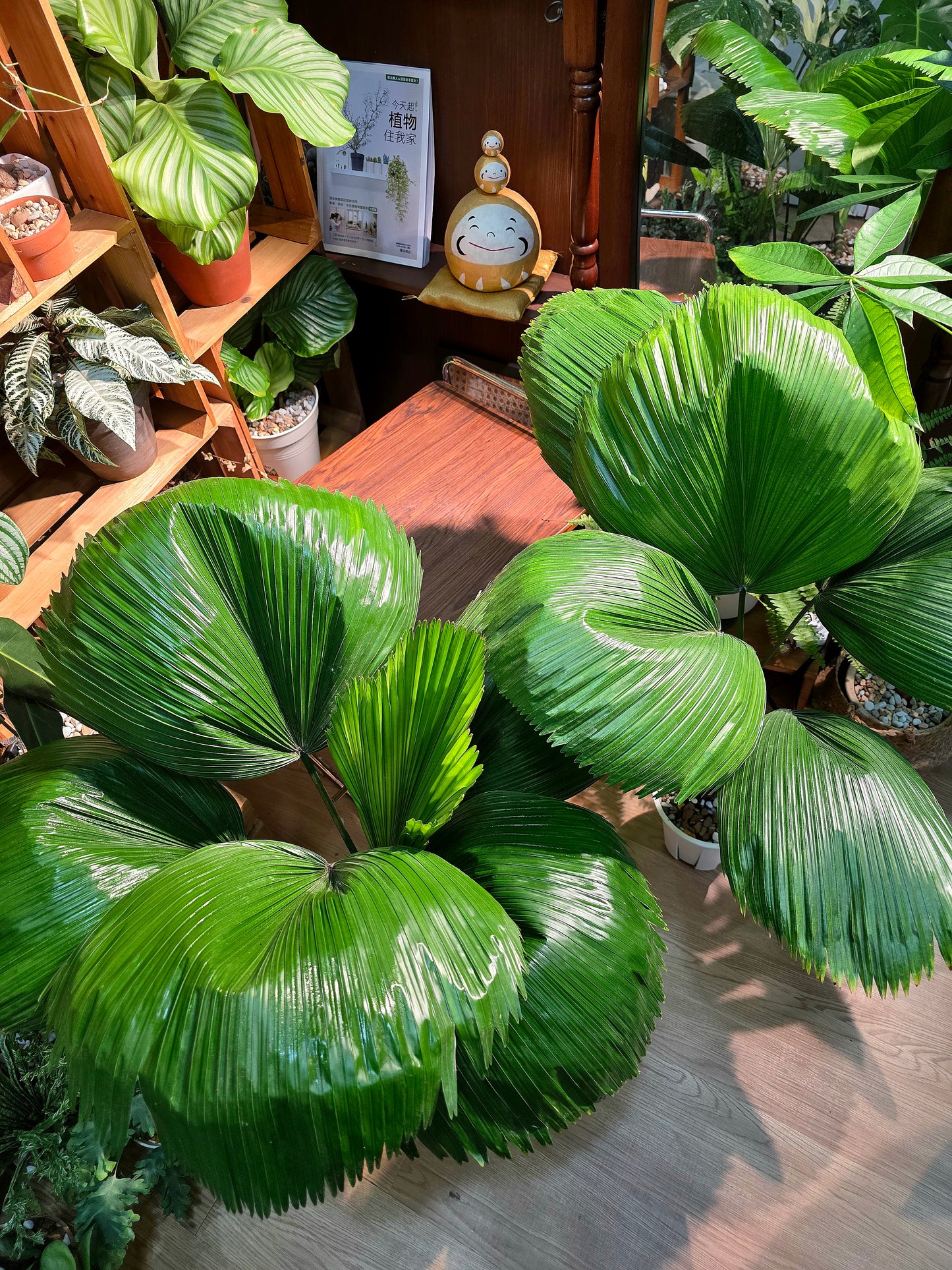 Chinese fan palm 圓葉蒲葵