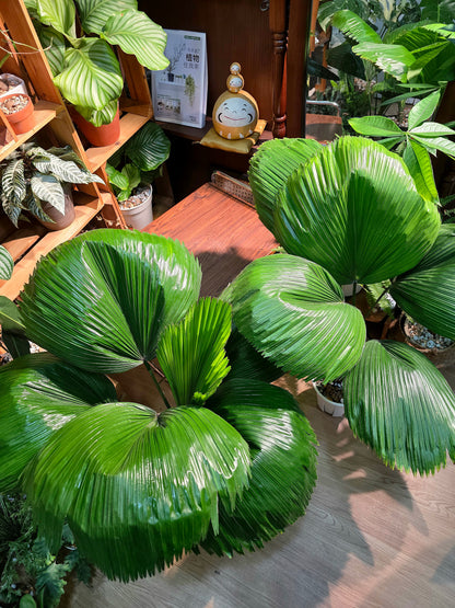 Chinese fan palm 圓葉蒲葵