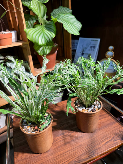 Asplenium nidus variegated 白斑鳥巢蕨