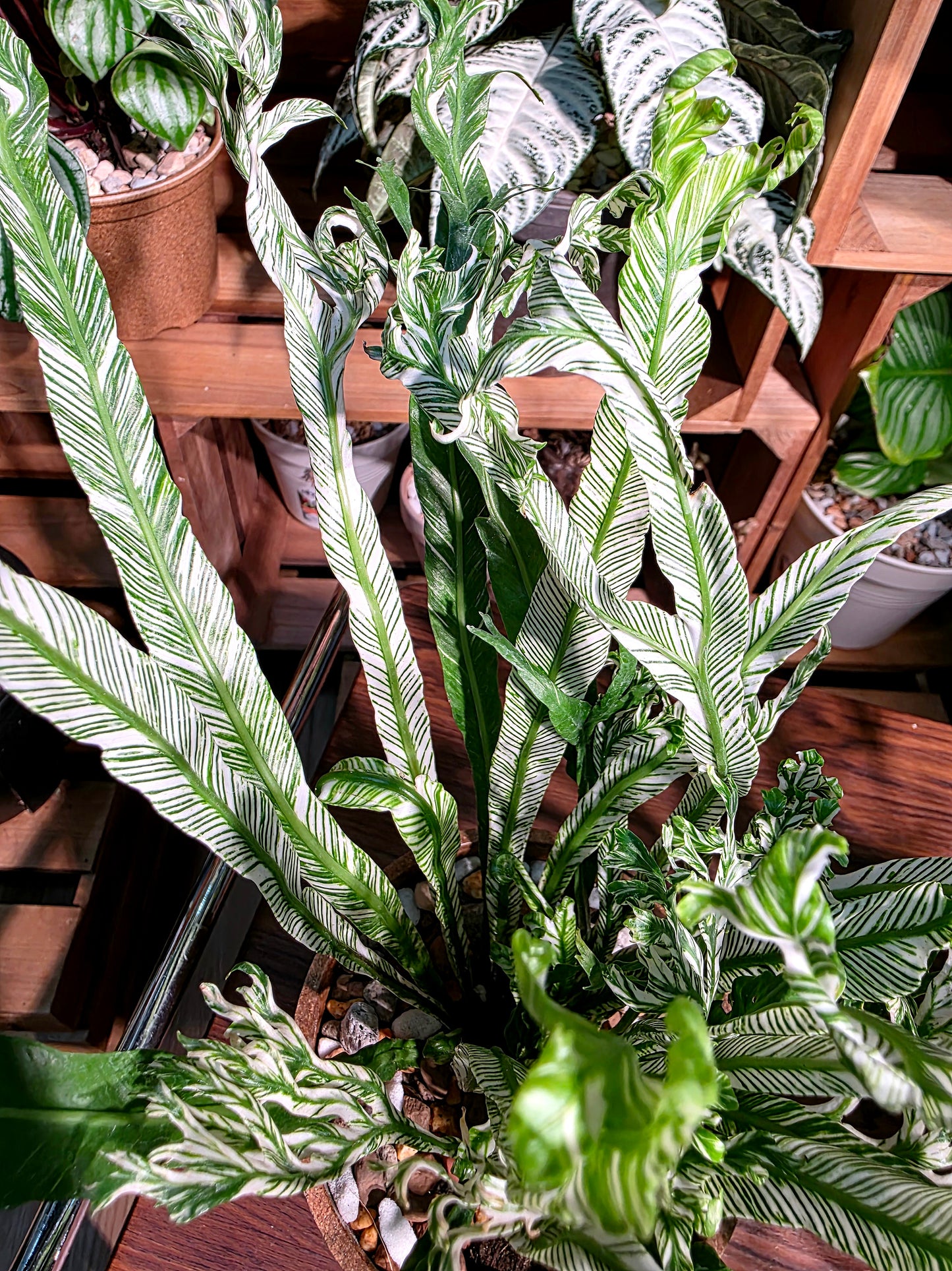 Asplenium nidus variegated 白斑鳥巢蕨