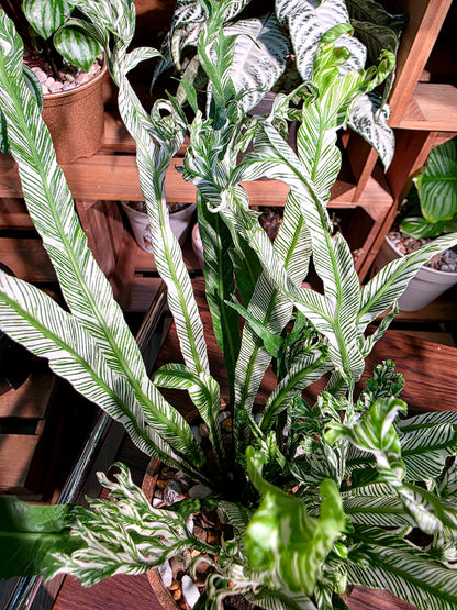 Asplenium nidus variegated 白斑鳥巢蕨