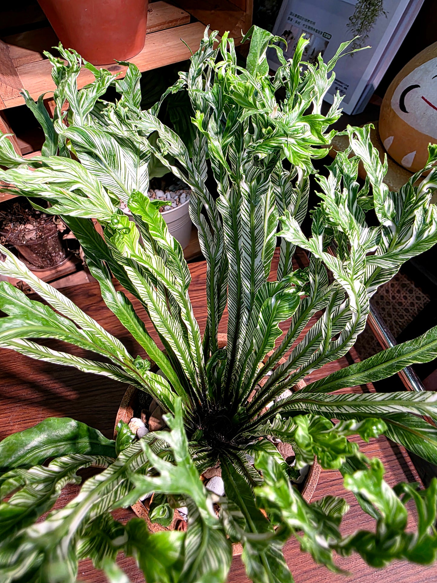 Asplenium nidus variegated 白斑鳥巢蕨