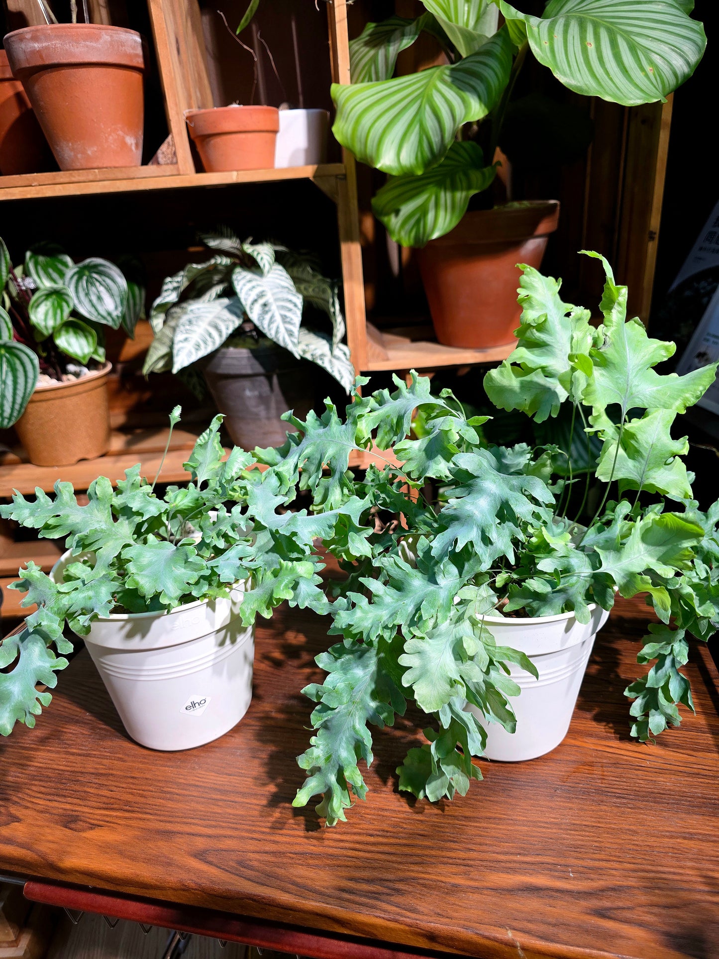 Phlebodium Aureum Davana