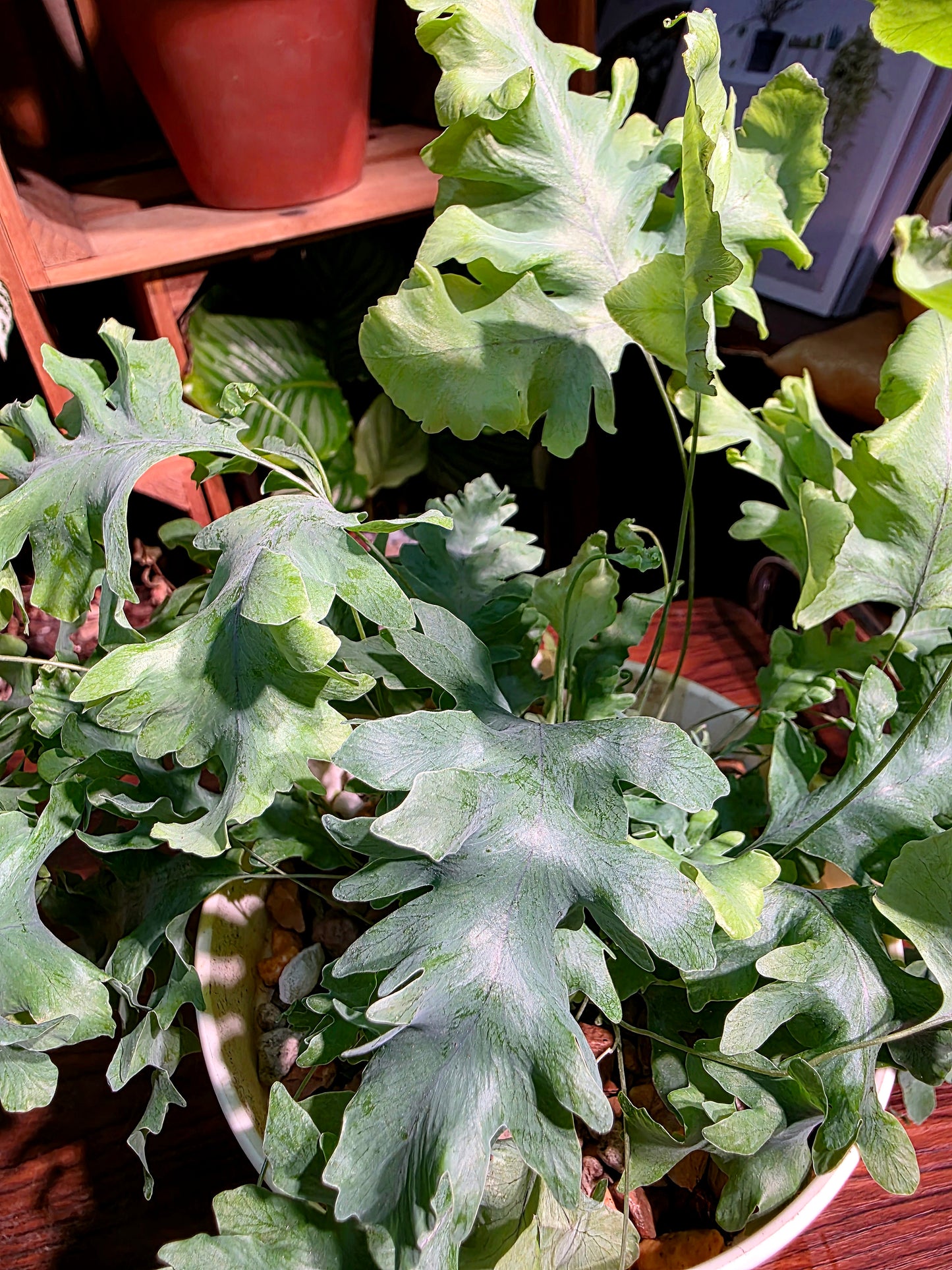 Phlebodium Aureum Davana