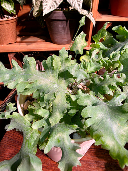 Phlebodium Aureum Davana