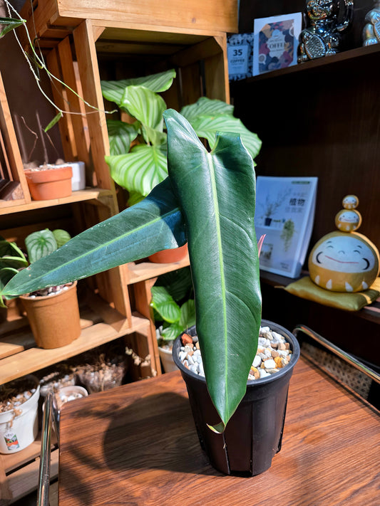 Philodendron spiritus sancti 聖靈蔓綠絨