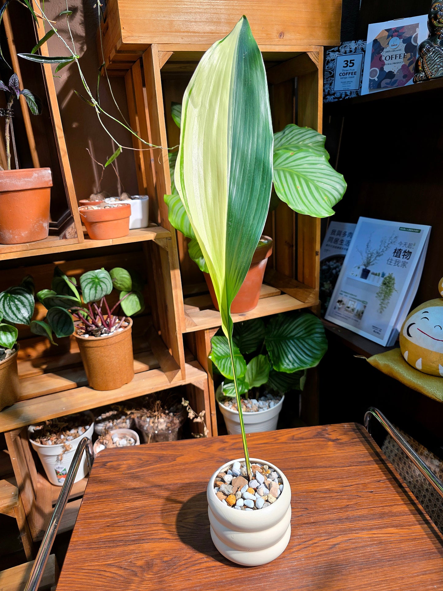 Aspidstra elatior variegated 斑葉一葉蘭