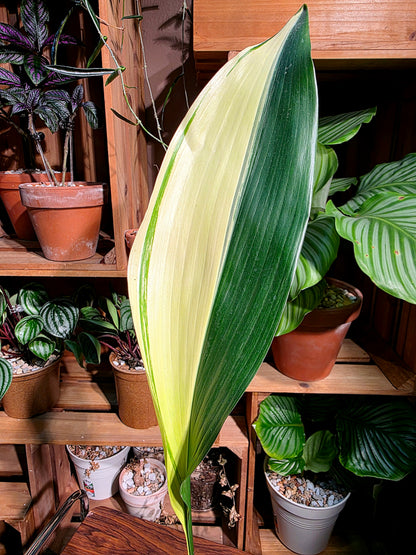 Aspidstra elatior variegated 斑葉一葉蘭