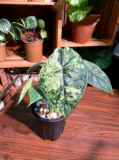 Alocasia dragon scale variegata 龍麟錦海芋