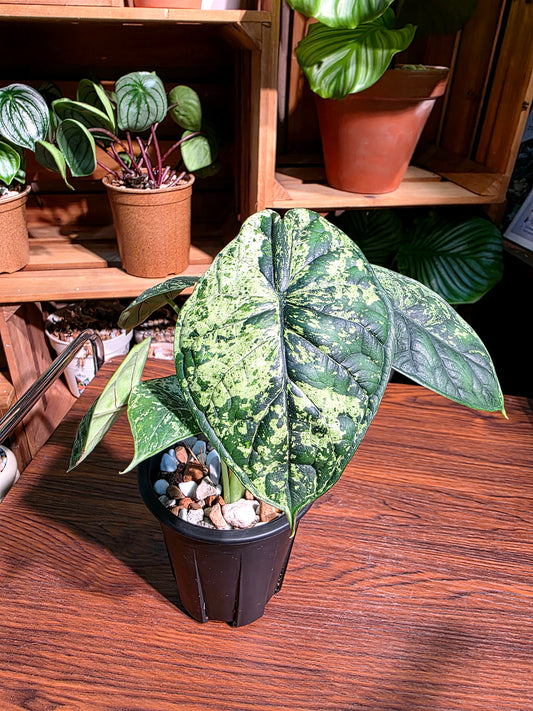 Alocasia dragon scale variegata 龍麟錦海芋