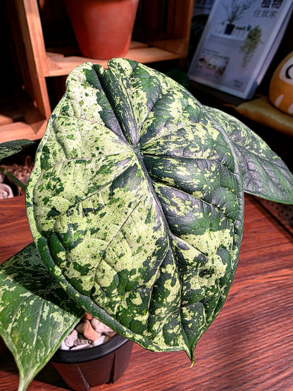 Alocasia dragon scale variegata 龍麟錦海芋