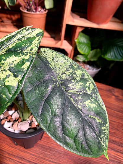 Alocasia dragon scale variegata 龍麟錦海芋