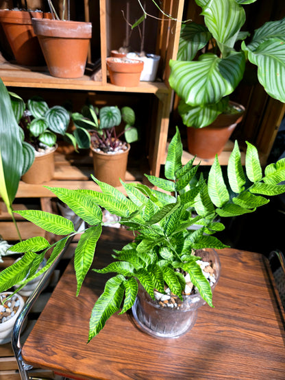 Coniogramme emeiensis 黃金斑馬蕨