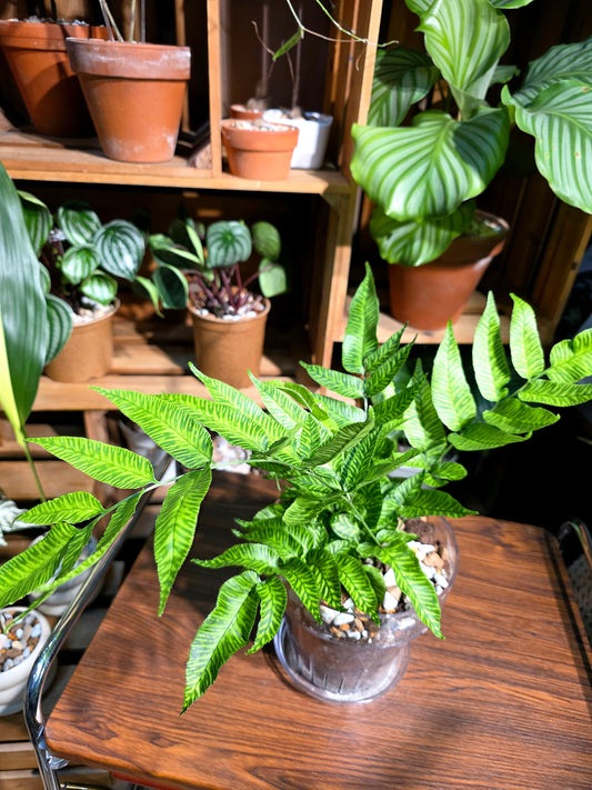 Coniogramme emeiensis 黃金斑馬蕨