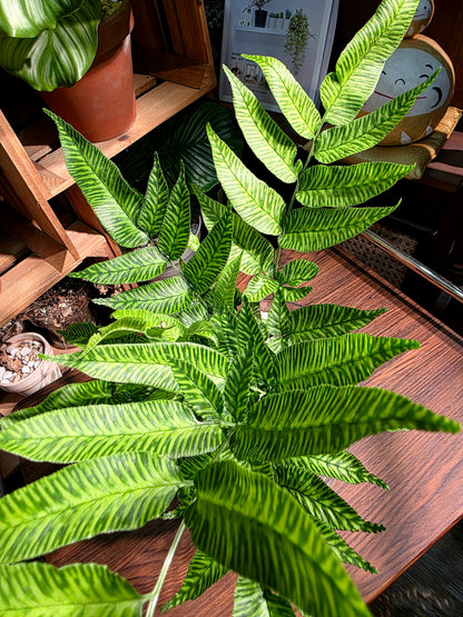 Coniogramme emeiensis 黃金斑馬蕨