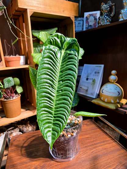 Anthurium veitchii 火鶴王