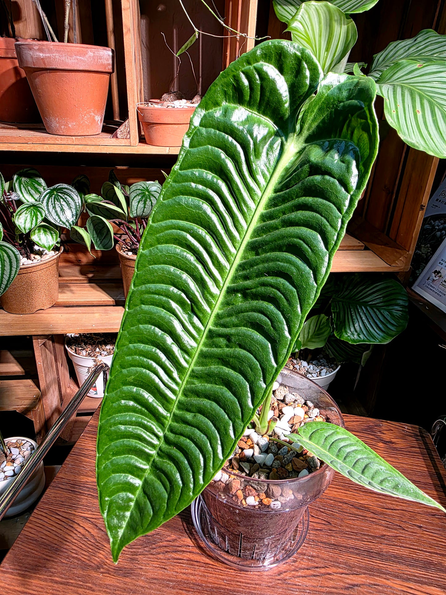 Anthurium veitchii 火鶴王