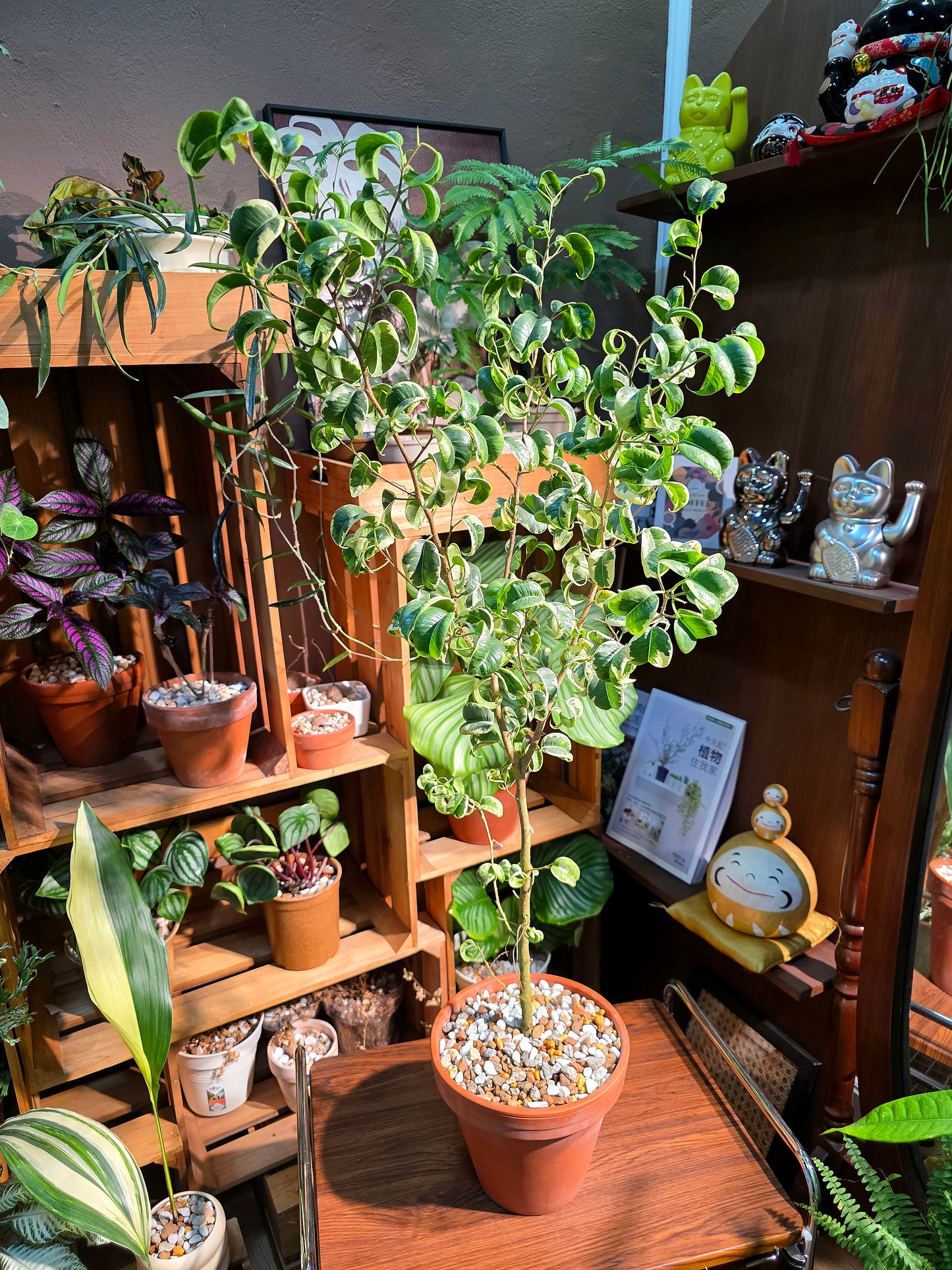 Ficus benjamina barok variegata 斑葉捲葉榕