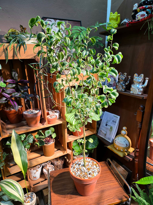 Ficus benjamina barok variegata 斑葉捲葉榕