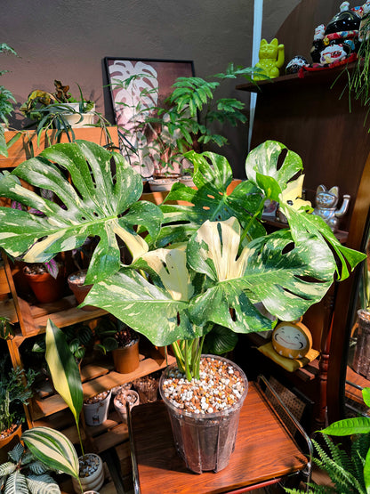 Monatera thai constellations 灑金龜背竹