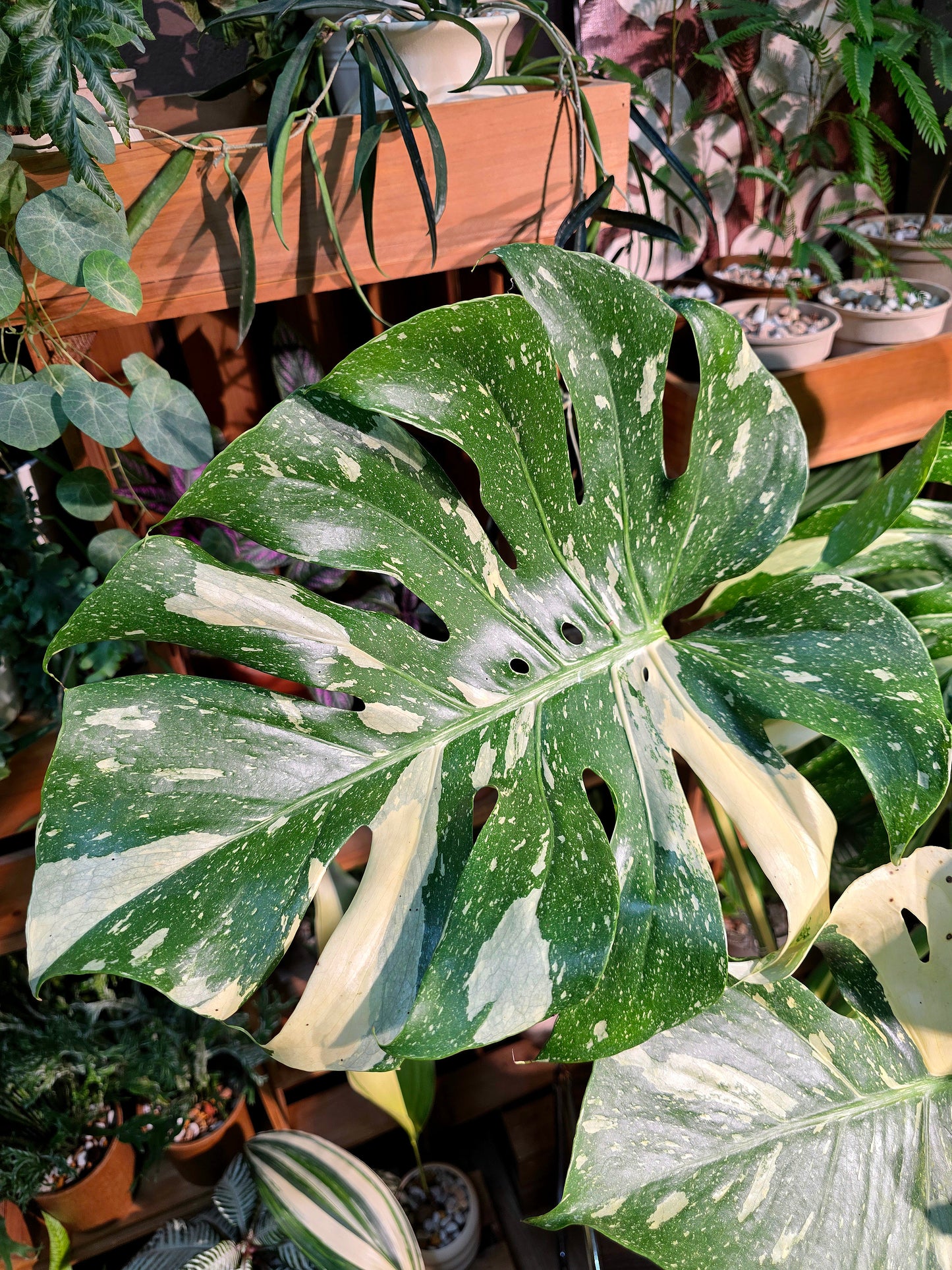 Monatera thai constellations 灑金龜背竹